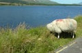 Sheep in Scotland Royalty Free Stock Photo