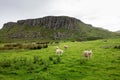 Sheep in the Scottish landscape in rainy weather in front of the rocky mountain