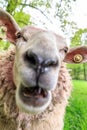 Sheep scream Royalty Free Stock Photo