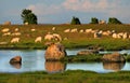 Sheep on seaside Royalty Free Stock Photo