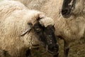 sheep sepia detail
