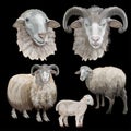 Sheep set vector