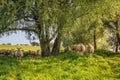 Sheep in the shade of a big tree