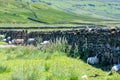 Sheep in shade of dry stone wall in Yorkshire Dales Royalty Free Stock Photo