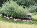 Sheep in the shadow along the waaldijk, Rossum, Netherlands