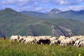 Sheep, Shar mountain Kosovo