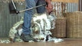 Sheep shearer