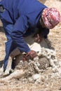 Sheep shearing