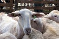 Sheep shearing