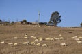 Sheep after shearing