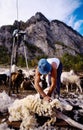 Sheep shearing