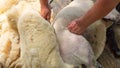 Sheep shearing being done by local farmer