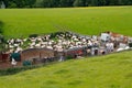 Sheep Shearing Broadway Cotswolds Countryside