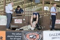 Sheep shearing competition
