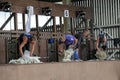 Sheep shearing contest