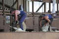 Sheep shearing contest