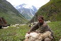 Sheep Shearing in Kinnaur