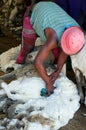 Sheep Shearing Lesotho Royalty Free Stock Photo