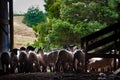 Sheep in shearing pens