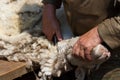 Sheep shearing scissors in hand Siberian village Royalty Free Stock Photo