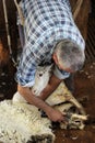 Sheep shearing