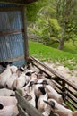 Sheep in shearing shed pen