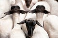 Sheep in shearing yards after being shorn