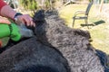 Sheep shears working a sheep fleece