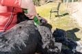 Sheep shears working a sheep fleece