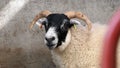 Sheep in a shed on farm in Ireland