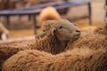 The sheep are on a sheep farm at the forest park. Royalty Free Stock Photo