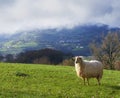 Sheep. Sheep grazing in Zizurkil, Euskadi