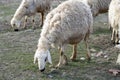 Sheep, sheep in sheep, grazing sheep, spring arrivals and sheep, pictures of lovely sheep, wool and sheep,