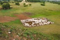 Sheep in sheepfold Royalty Free Stock Photo