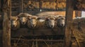 Sheep Sheltering in Barn Royalty Free Stock Photo