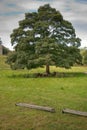 Sheep Sheltering Beneath a Lone Tree