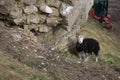 Sheep sheltering on side of hill under stone wall; digger in background