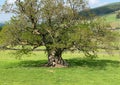 Sheep, sheltering from the sun in, Barden, Skipton, UK Royalty Free Stock Photo