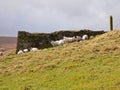 Sheep sheltering under a dry stone wall