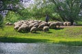 Sheep in natural reserve of the Danube Delta - landmark attraction in Romania