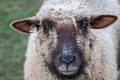 Sheep of a shepherd with organic wool on an organic farm with adequate animal housing as ideal for happy sheep and organic meat Royalty Free Stock Photo