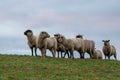 Sheep of a shepherd with organic wool on an organic farm with adequate animal housing as ideal for happy sheep Royalty Free Stock Photo