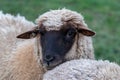 Sheep of a shepherd with organic wool on an organic farm with adequate animal housing as ideal for happy sheep and organic meat Royalty Free Stock Photo