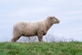 Sheep of a shepherd with organic wool on an organic farm with adequate animal housing as ideal for happy sheep and organic meat Royalty Free Stock Photo