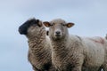 Sheep of a shepherd with organic wool on an organic farm with adequate animal housing as ideal for happy sheep Royalty Free Stock Photo