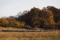 Sheep with shepperd at the outskirt of town