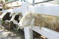 Sheep shoved their heads through the fence of the pen Royalty Free Stock Photo