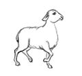 A sheep. Side view. Pencil drawing Royalty Free Stock Photo