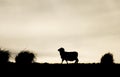 Sheep Silhouette