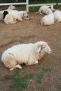 Sheep sit in farm Royalty Free Stock Photo